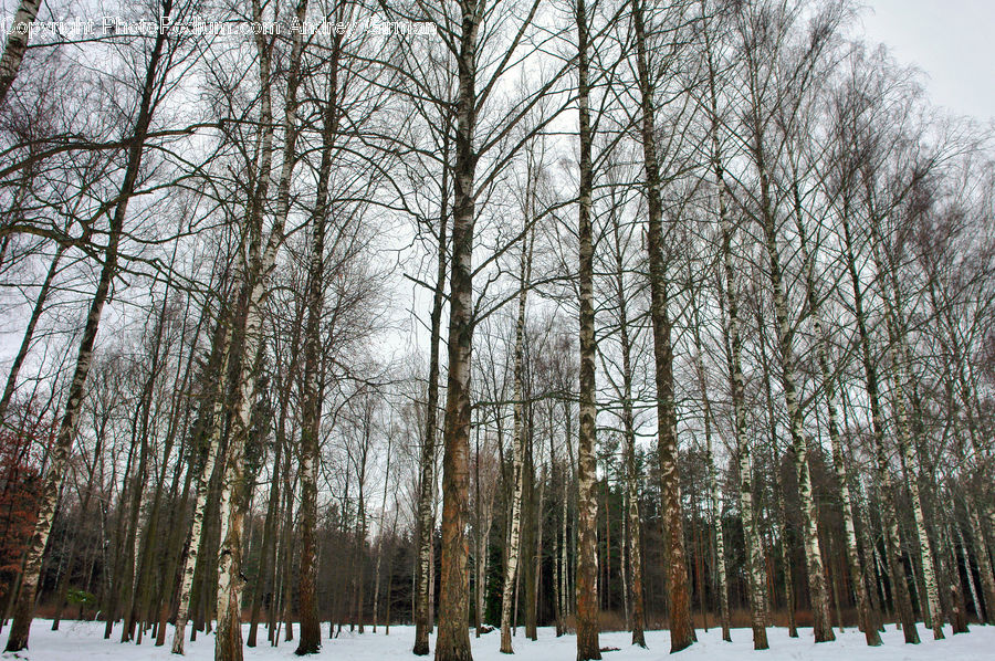Birch, Tree, Wood, Forest, Vegetation, Grove, Land