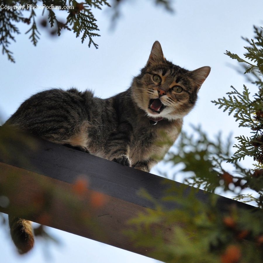 Animal, Pet, Cat, Mammal, Abyssinian, Conifer, Fir