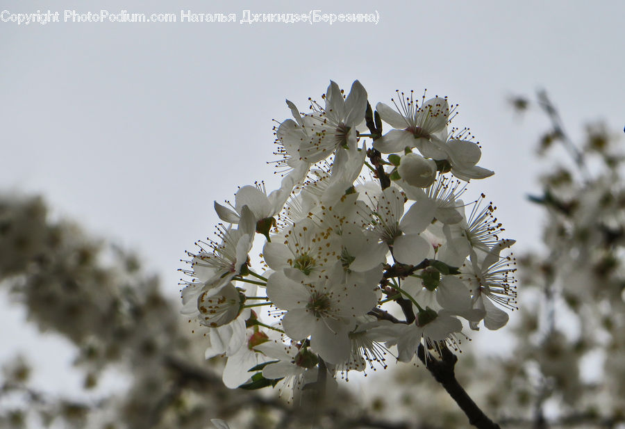 Blossom, Flora, Flower, Plant, Cherry Blossom, Anther, Petal