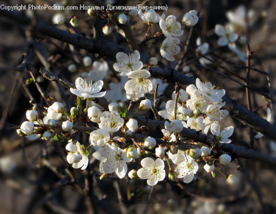 Blossom, Flora, Flower, Plant, Cherry Blossom, Lilac, Arenaria