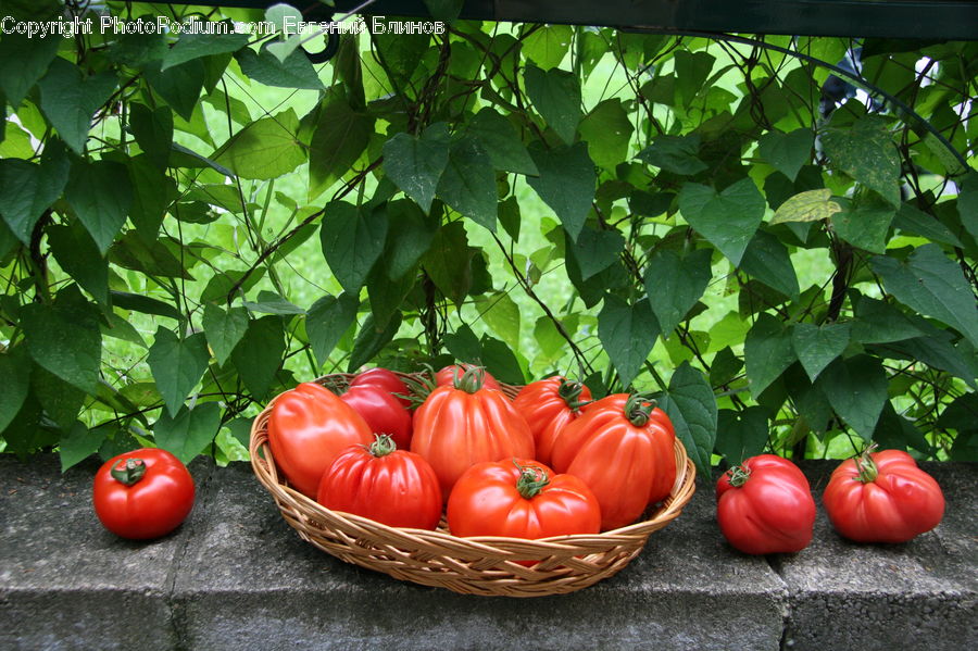 Bell Pepper, Pepper, Produce, Vegetable, Tomato, Fruit, Cherry