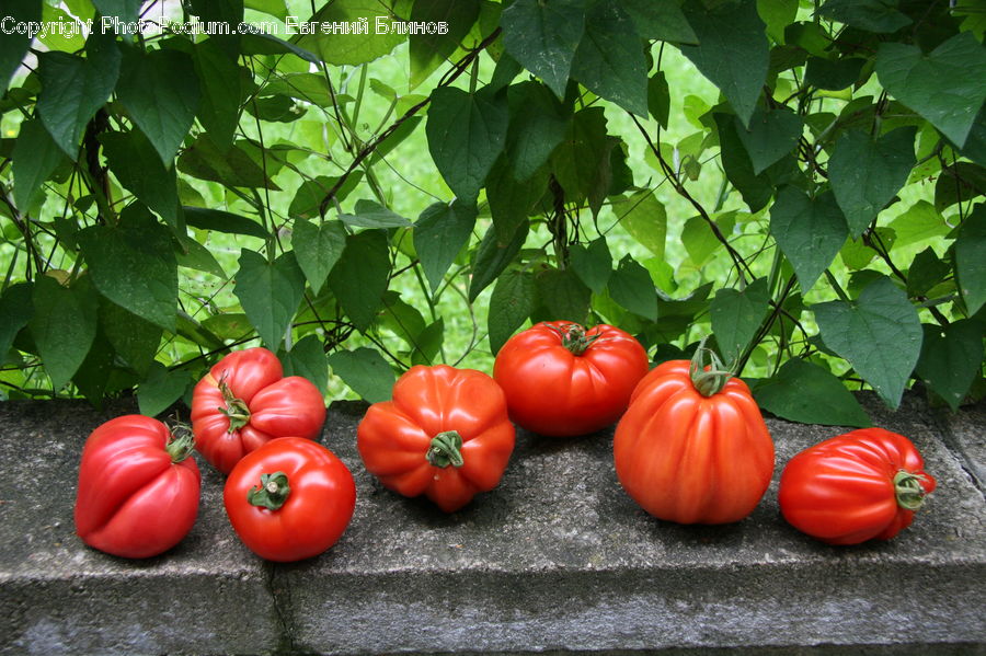 Bell Pepper, Pepper, Produce, Vegetable, Tomato, Fruit