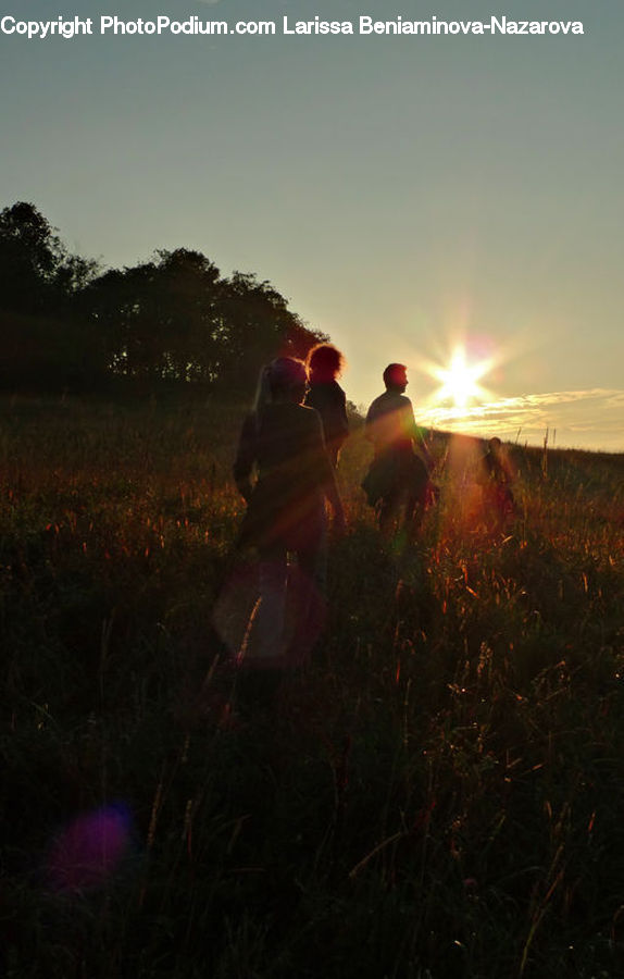 Flare, Light, Sunlight, Field, Grass, Grassland, Plant