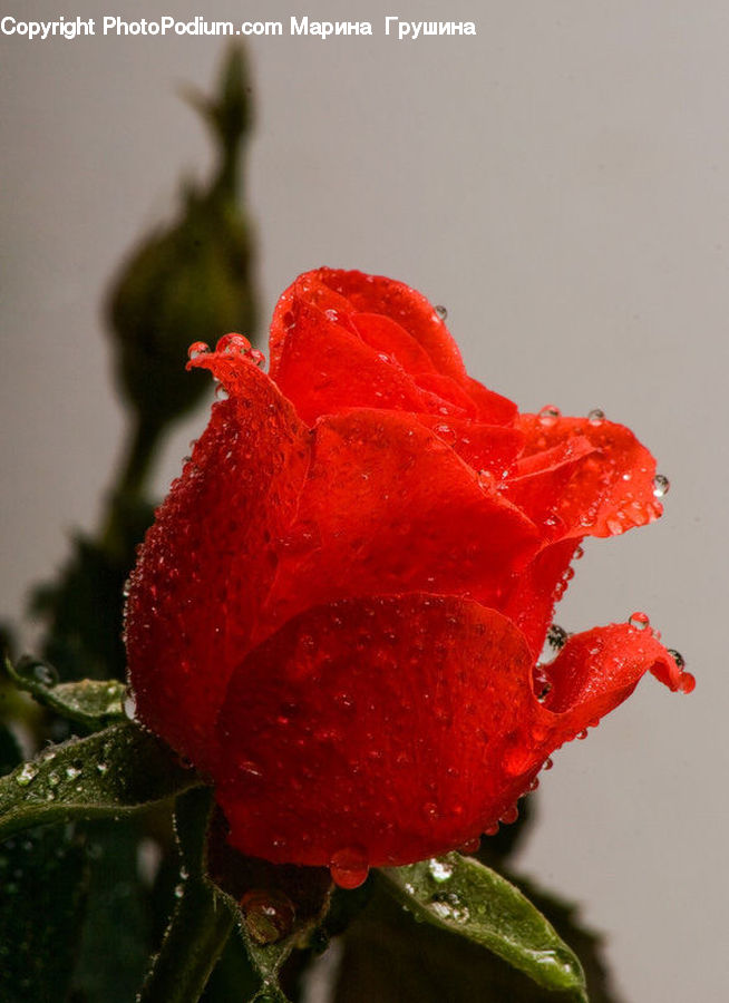 Blossom, Flower, Plant, Rose, Flora, Geranium, Bud
