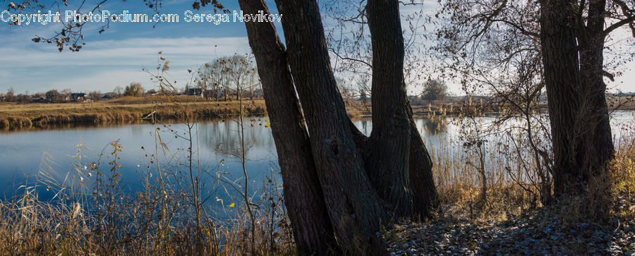 Oak, Tree, Wood, Tree Trunk, Plant, Land, Marsh