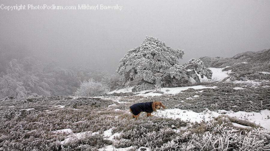 Animal, Beagle, Canine, Dog, Hound, Mammal, Pet