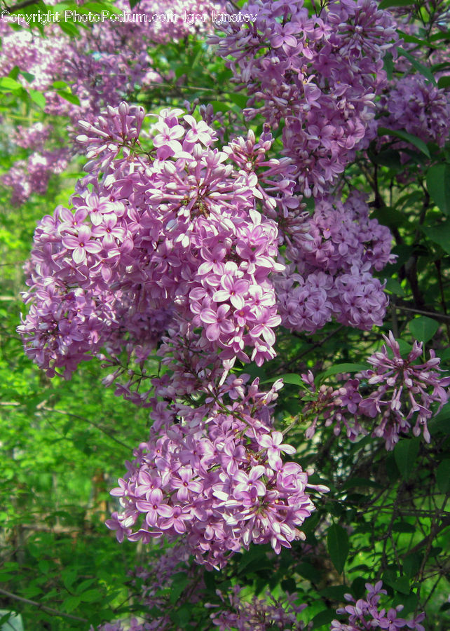 Blossom, Flower, Lilac, Plant, Flora, Cherry Blossom, Geranium
