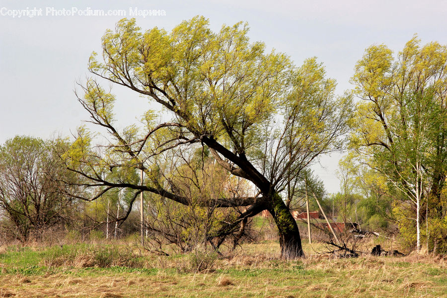 Plant, Tree, Grassland, Outdoors, Savanna, Oak, Wood