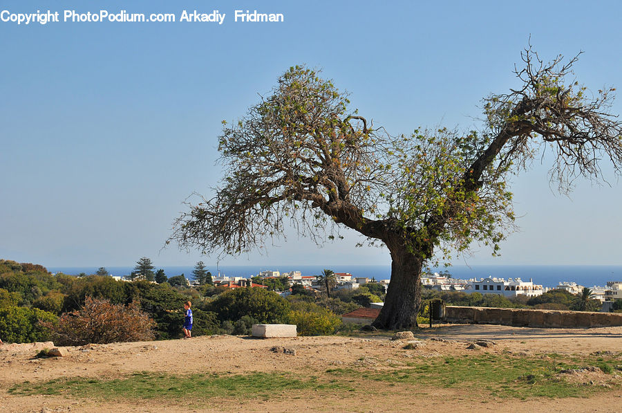 Grassland, Outdoors, Savanna, Plant, Tree, Oak, Wood