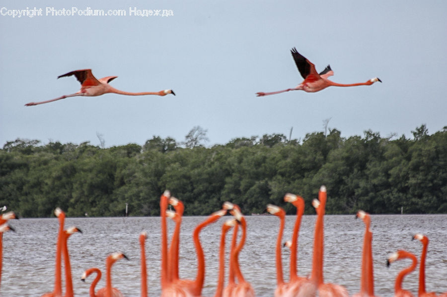 Bird, Flamingo, Flock, Bee Eater, Leisure Activities