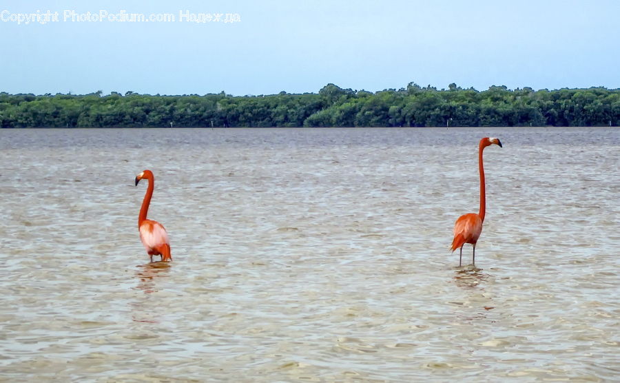 Bird, Flamingo, Flock, Leisure Activities