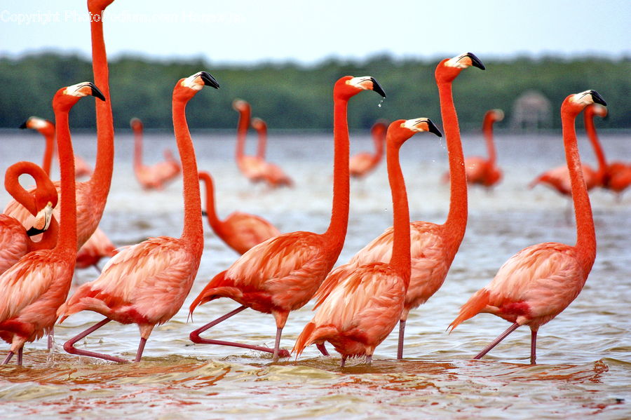 Bird, Flamingo, Flock, Beak