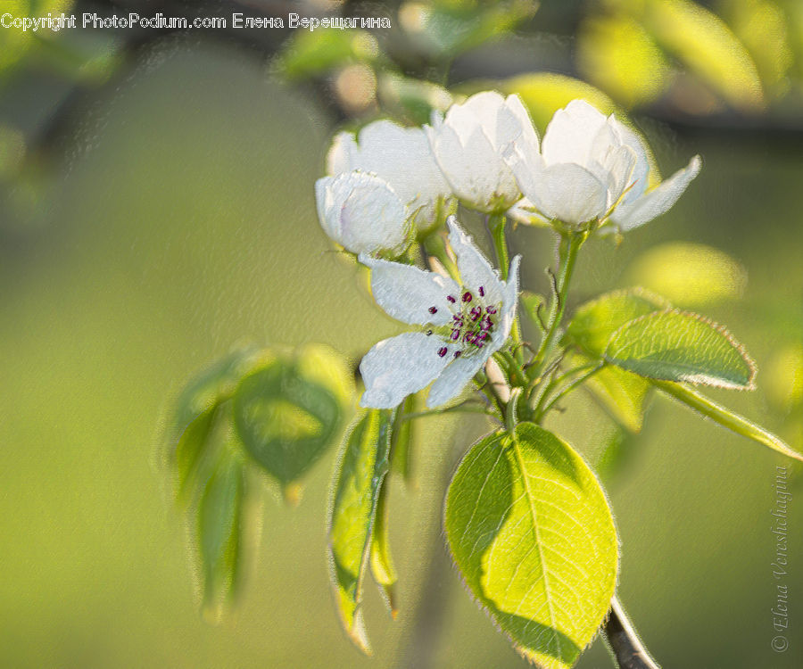 Blossom, Flora, Flower, Plant, Geranium, Aphid, Insect