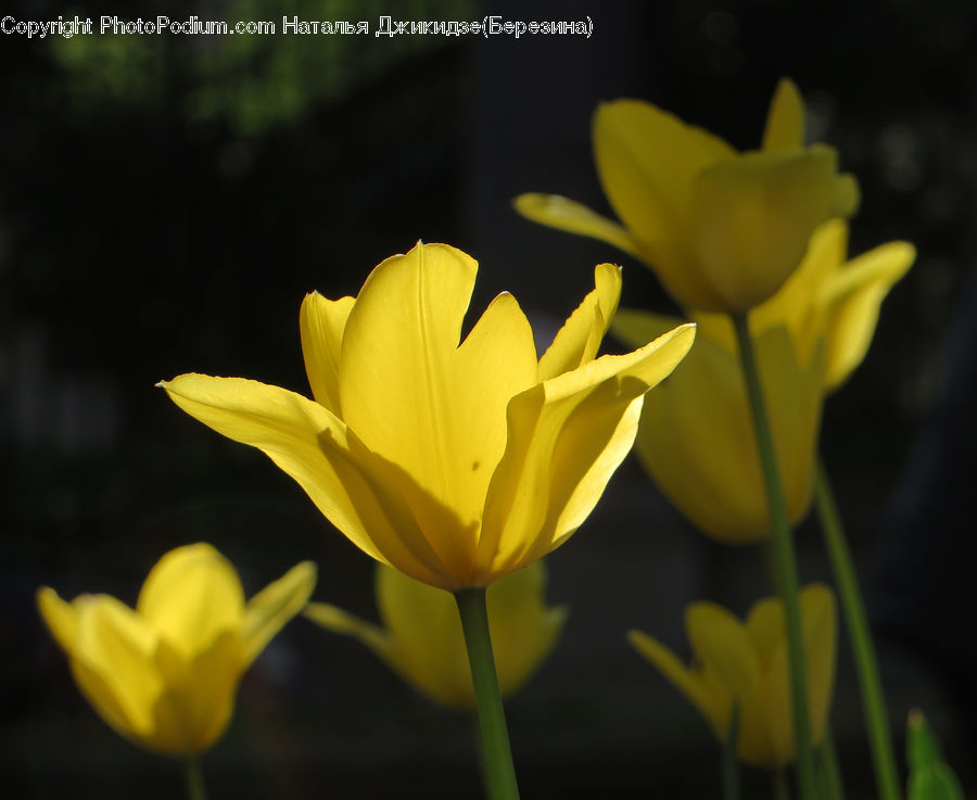 Blossom, Flora, Flower, Plant, Tulip, Daffodil, Crocus