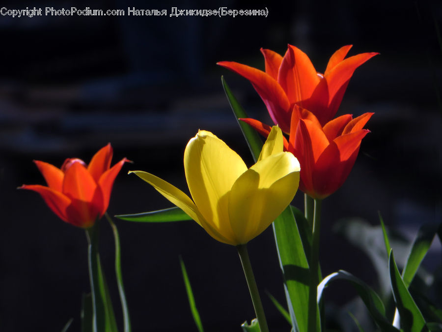 Blossom, Flora, Flower, Plant, Tulip, Gladiolus, Crocus
