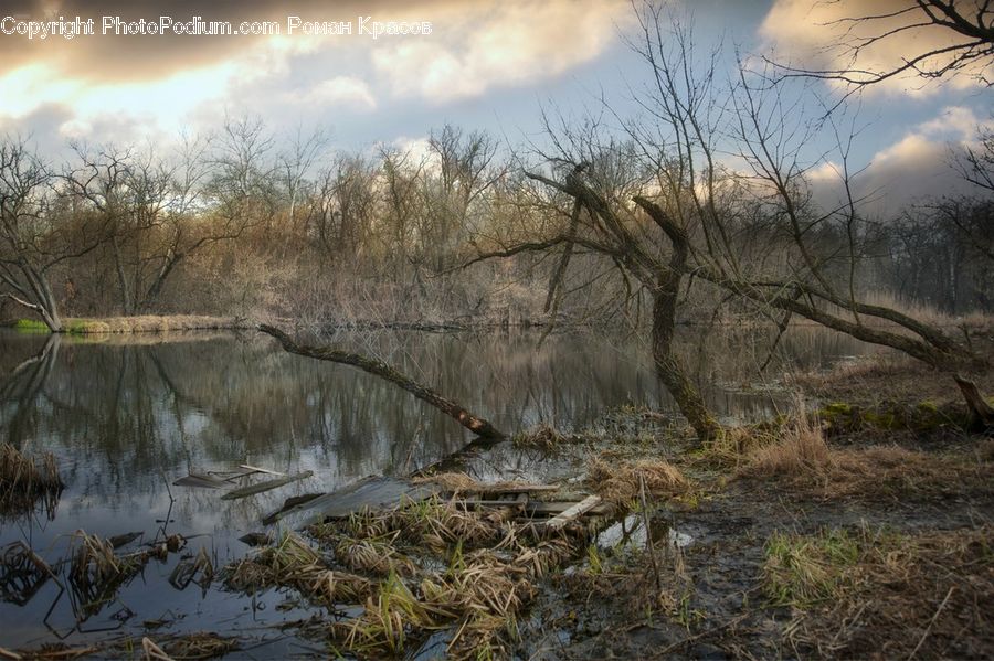 Land, Marsh, Pond, Swamp, Water, Outdoors, Field