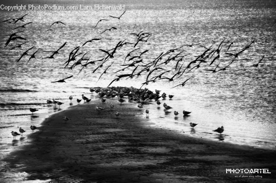 Beach, Coast, Outdoors, Sea, Water, Sand, Soil