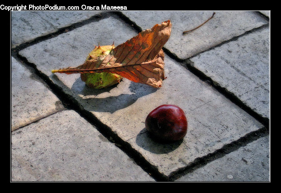 Apple, Fruit, Plum, Maple, Maple Leaf, Plant, Asphalt