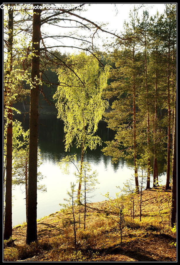 Forest, Vegetation, Plant, Tree, Conifer, Fir, Birch