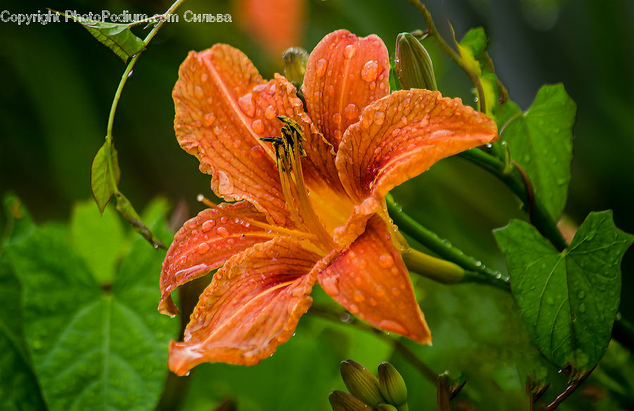 Flora, Flower, Hibiscus, Plant, Poppy, Lily, Blossom