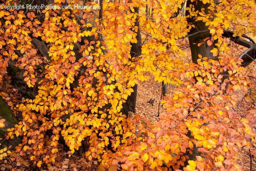 Maple, Tree, Wood, Plant, Vine, Ivy, Blossom