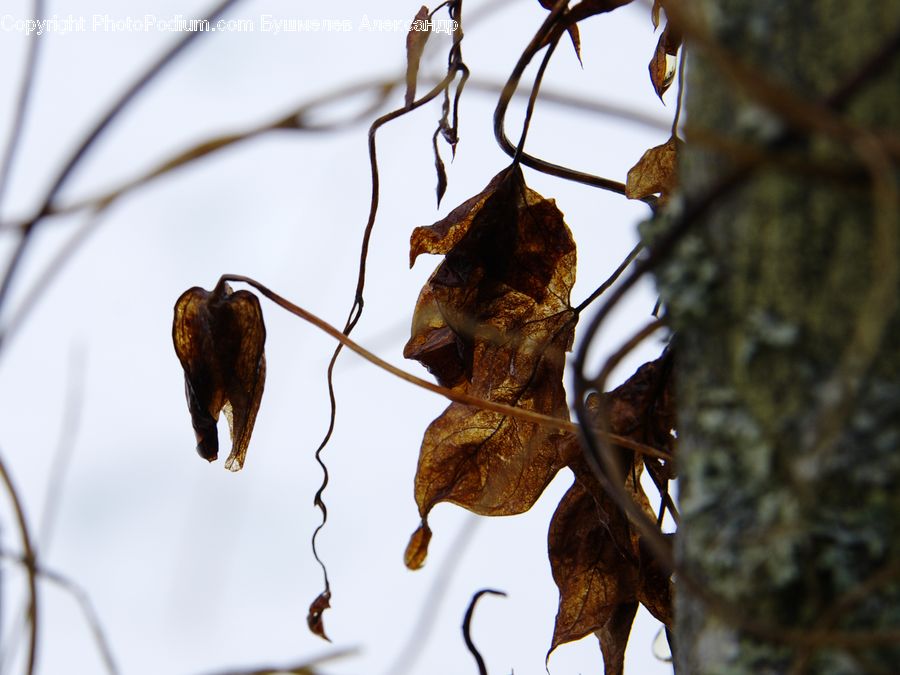 Animal, Bat, Racket, Oak, Tree, Wood, Plant