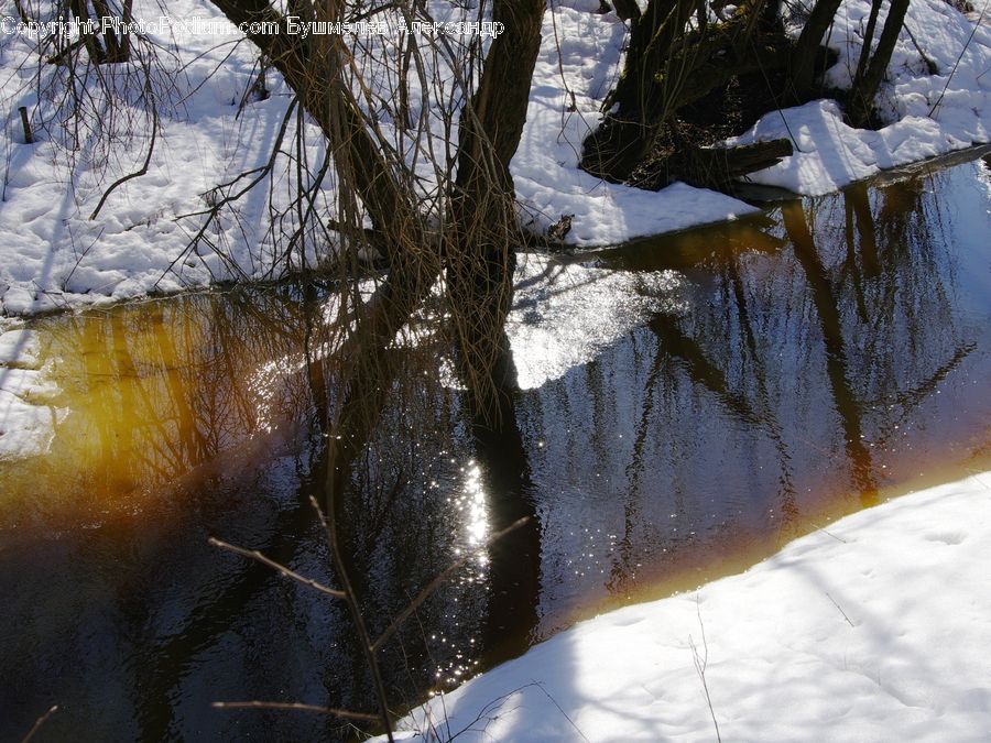 Ice, Outdoors, Snow, Birch, Tree, Wood, Flare