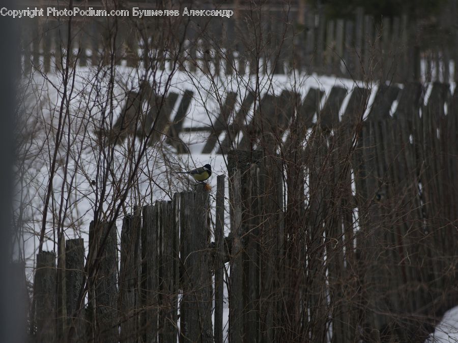 Fence, Person, Picket, Forest, Vegetation, Plant, Tree