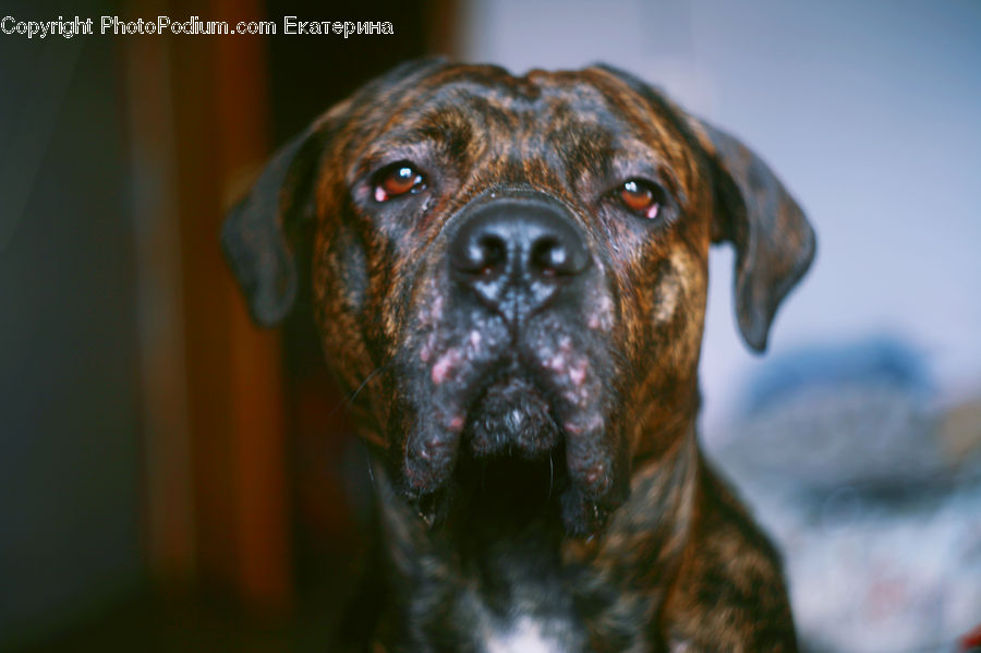 Animal, Boxer, Bulldog, Canine, Dog, Mammal, Pet