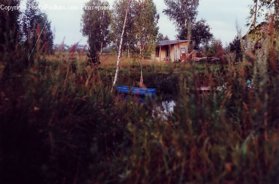 Bush, Plant, Vegetation, Land, Marsh, Pond, Swamp