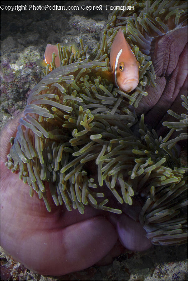 Invertebrate, Sea Anemone, Sea Life, Coral Reef, Outdoors, Reef, Sea