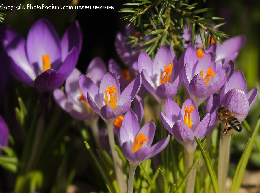 Blossom, Crocus, Flora, Flower, Plant