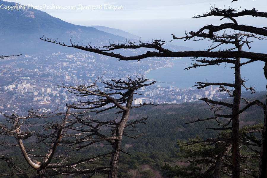 Alps, Crest, Mountain, Peak, Conifer, Fir, Plant