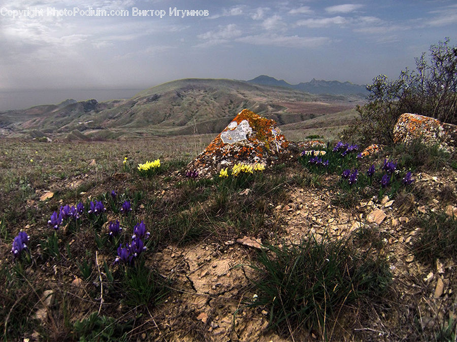 Flora, Flower, Iris, Plant, Blossom, Crocus, Lupin
