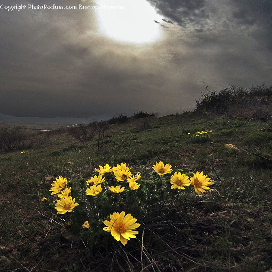 Asteraceae, Blossom, Flora, Flower, Plant, Daffodil, Daisies