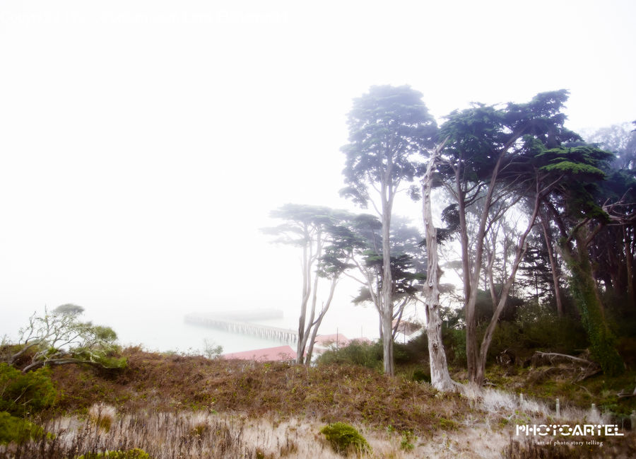 Plant, Tree, Vegetation, Oak, Wood, Forest, Grove