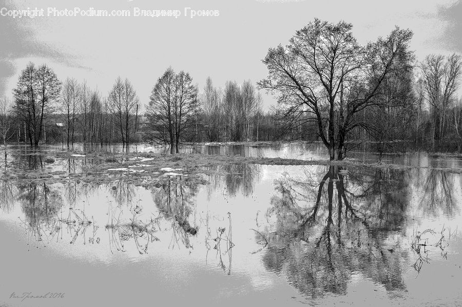 Water, Plant, Tree