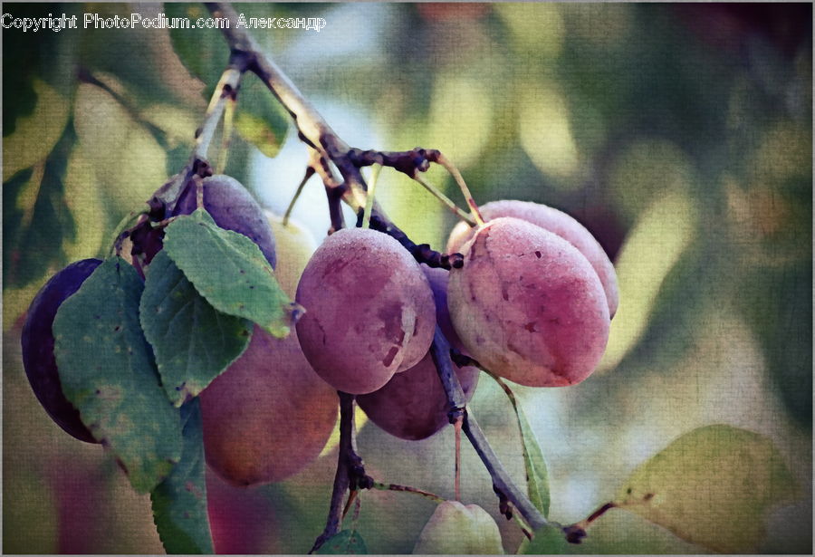 Fruit, Plum, Grapes, Plant, Cherry, Blossom, Flora