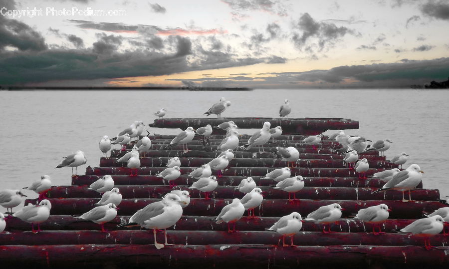 Bird, Seagull, Brick, Boat, Dinghy, Coast, Outdoors