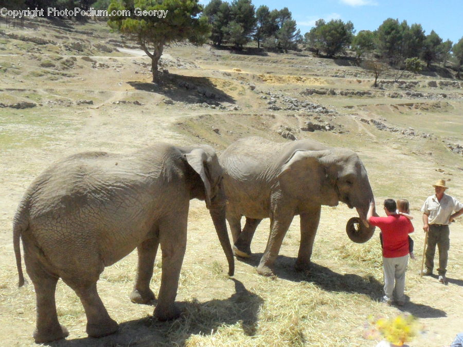 Animal, Elephant, Mammal