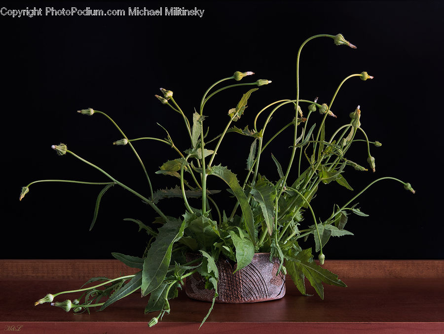 Plant, Potted Plant, Acanthaceae, Annonaceae, Blossom, Flora, Flower Arrangement