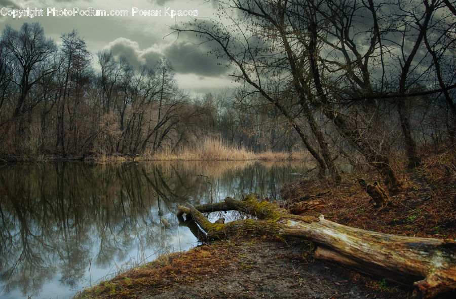 Forest, Grove, Land, Oak, Tree, Wood, Marsh