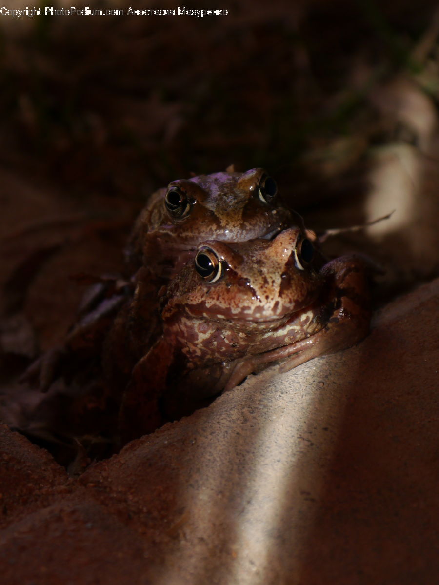 Amphibian, Frog, Wildlife, Bird, Buzzard, Harrier, Hawk