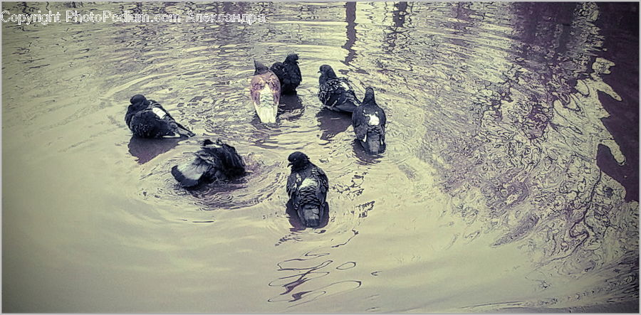 Outdoors, Ripple, Water, Bird, Waterfowl, Pigeon, Sand