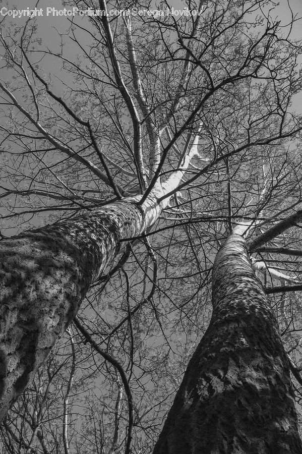 Plant, Tree, Birch, Wood, Forest, Vegetation, Oak