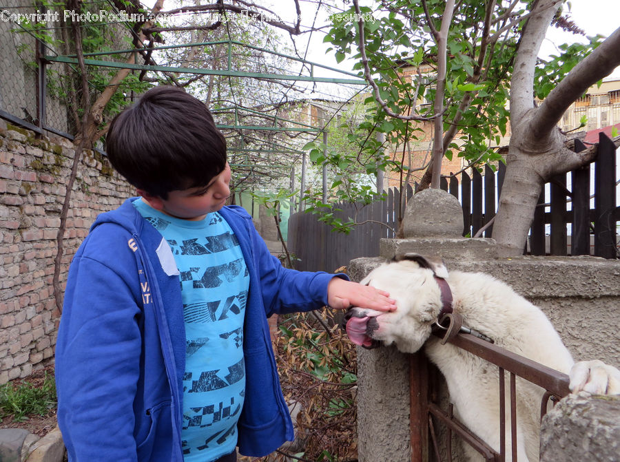 Human, People, Person, Animal, Mammal, Sheep, Backyard