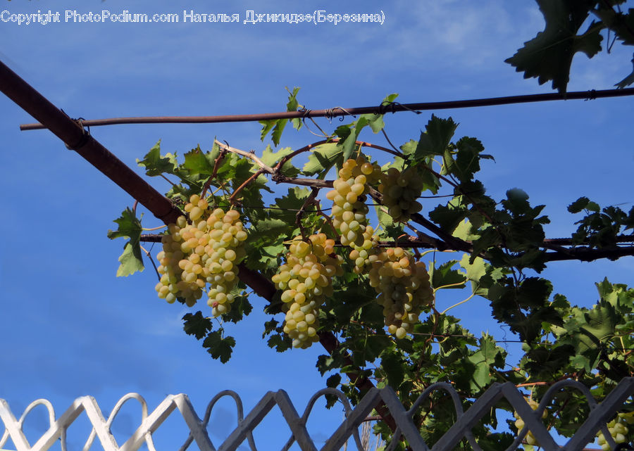Countryside, Farm, Field, Vineyard, Plant, Vine, Fruit
