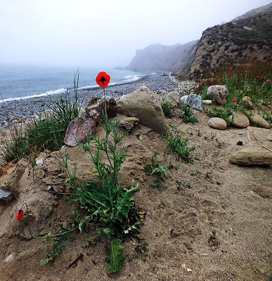 Soil, Landslide, Blossom, Flora, Flower, Plant, Poppy