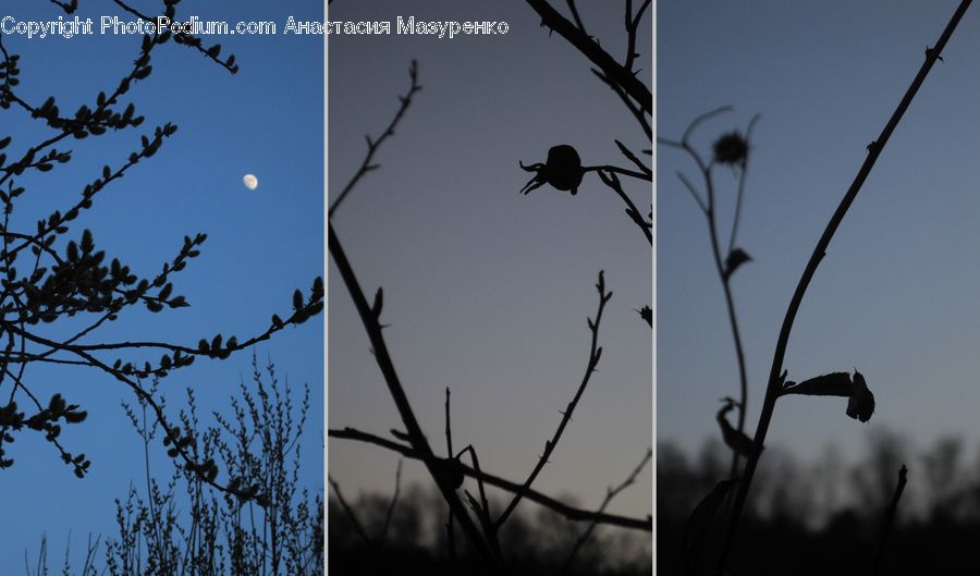 Bird, Blackbird, Crow, Silhouette, Field, Grass, Grassland