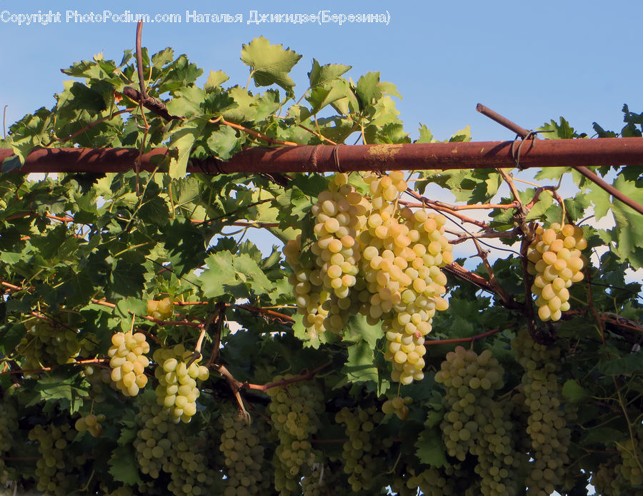 Fruit, Grapes, Countryside, Farm, Field, Vineyard, Plant